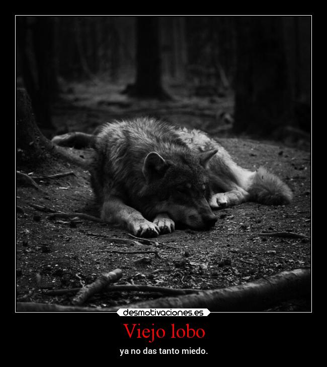 Viejo lobo - 