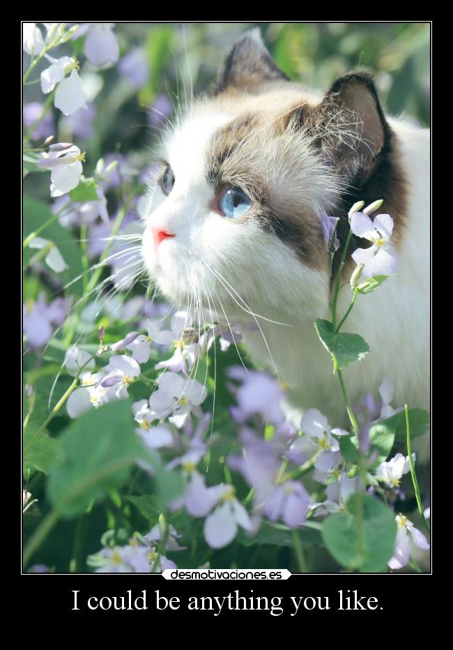 I could be anything you like. - 