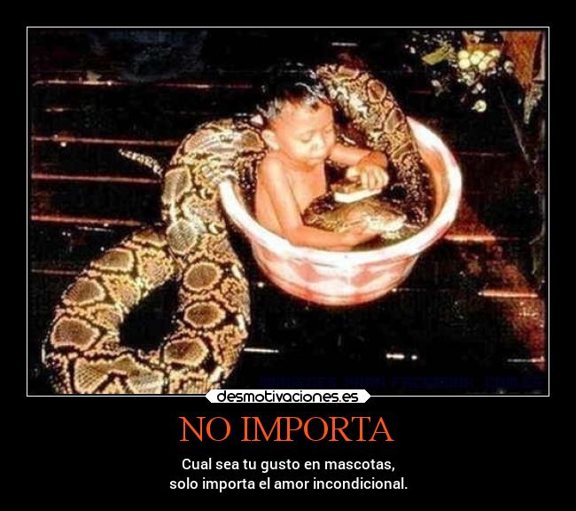 NO IMPORTA - Cual sea tu gusto en mascotas,
solo importa el amor incondicional.