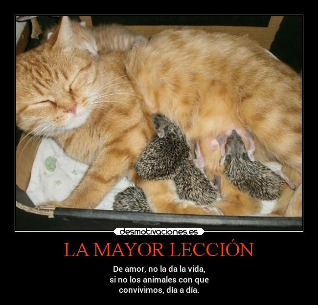 LA MAYOR LECCIÓN - De amor, no la da la vida,
si no los animales con que
convivimos, día a día.