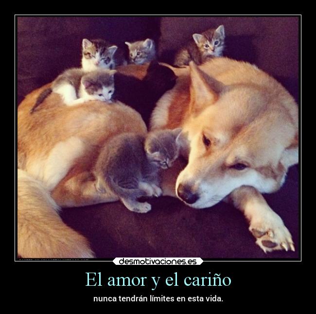 carteles amor vida frases amor gatos otras especies chopper igbt perros carino desmotivaciones