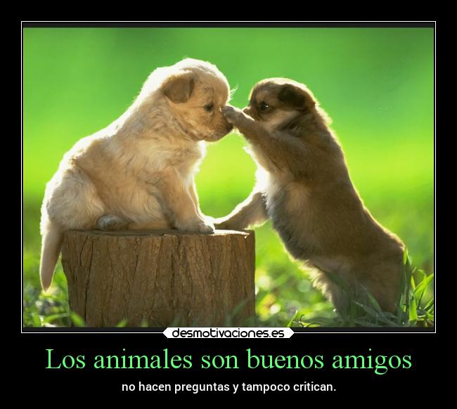 carteles animales amigos vida animales amigos buenos nunca hacen preguntas perros convivencia chopper igbt desmotivaciones