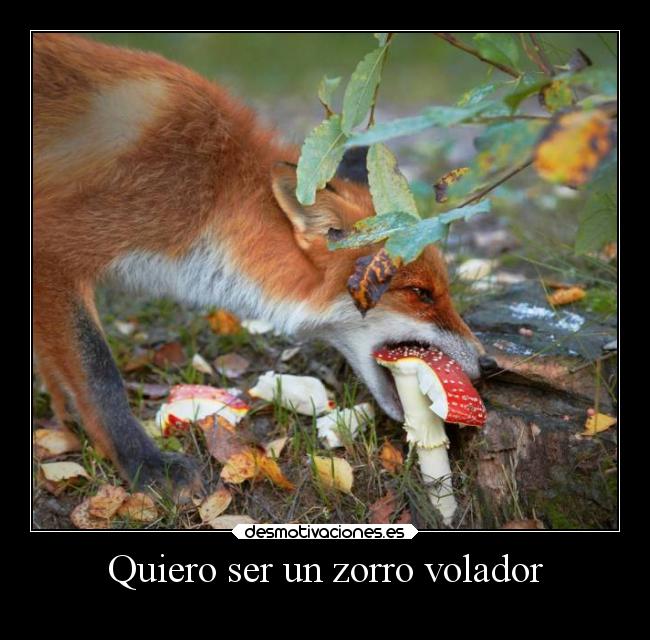 Quiero ser un zorro volador - 