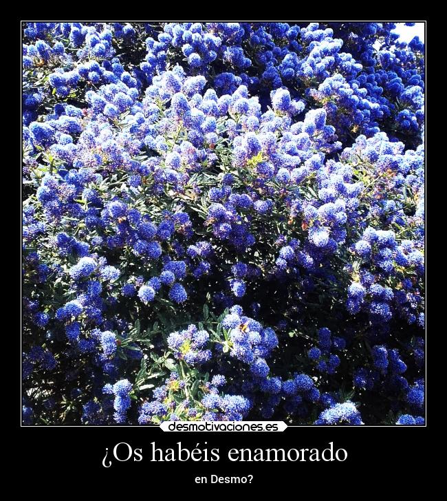 ¿Os habéis enamorado - en Desmo?