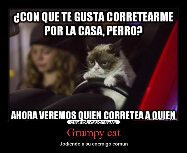 carteles gatos desmotivaciones