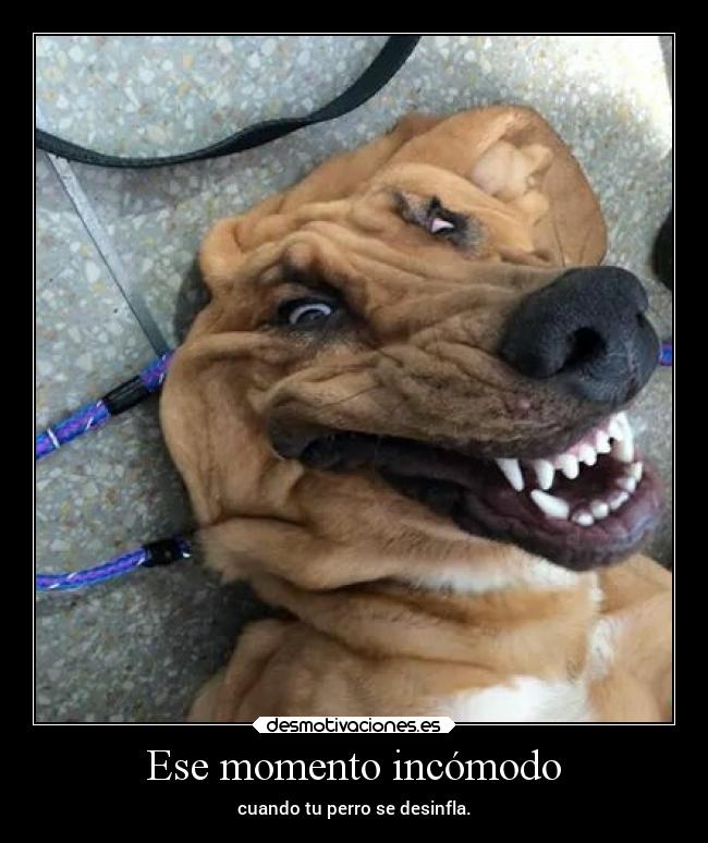 Ese momento incómodo - cuando tu perro se desinfla.