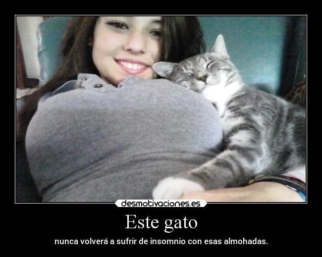 Este gato - nunca volverá a sufrir de insomnio con esas almohadas.