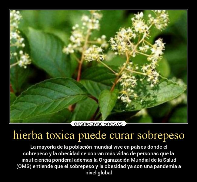hierba toxica puede curar sobrepeso - La mayoría de la población mundial vive en países donde el
sobrepeso y la obesidad se cobran más vidas de personas que la
insuficiencia ponderal ademas la Organización Mundial de la Salud
(OMS) entiende que el sobrepeso y la obesidad ya son una pandemia a
nivel global