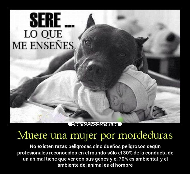 Muere una mujer por mordeduras - No existen razas peligrosas sino dueños peligrosos según
profesionales reconocidos en el mundo sólo el 30% de la conducta de
un animal tiene que ver con sus genes y el 70% es ambiental y el
ambiente del animal es el hombre
