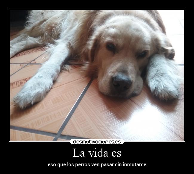 La vida es - 