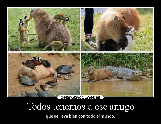 Todos tenemos a ese amigo - que se lleva bien con todo el mundo.