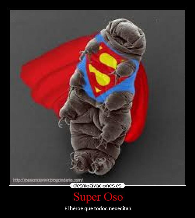 carteles vida superclan soyunidiotatm lossupervivientes clanosodeagua oso agua osodeagua desmotivaciones