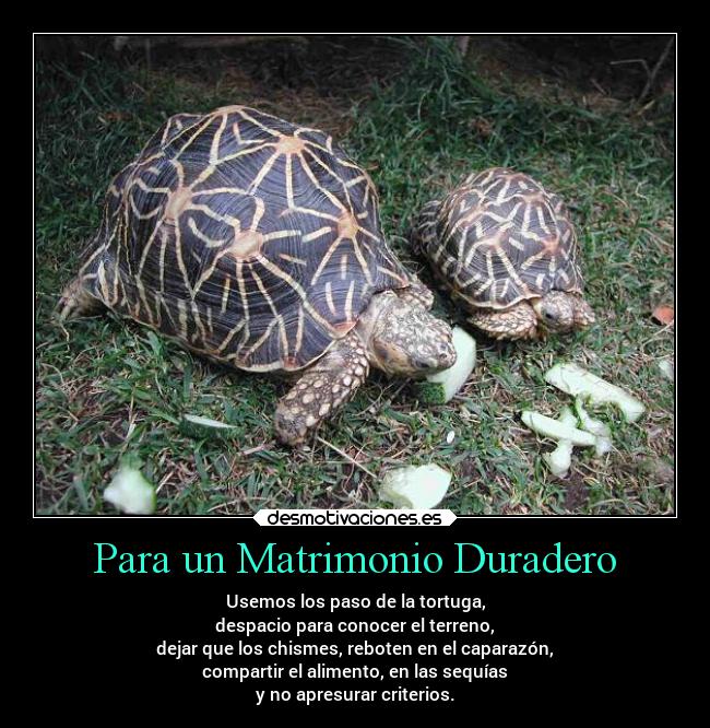 Para un Matrimonio Duradero - Usemos los paso de la tortuga,
despacio para conocer el terreno,
dejar que los chismes, reboten en el caparazón,
compartir el alimento, en las sequías
y no apresurar criterios.