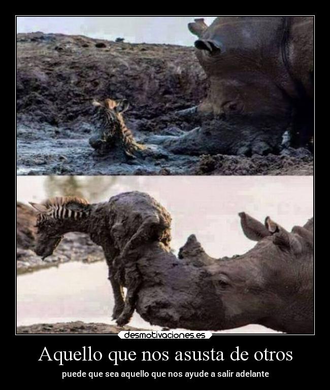 carteles animales desmotivaciones