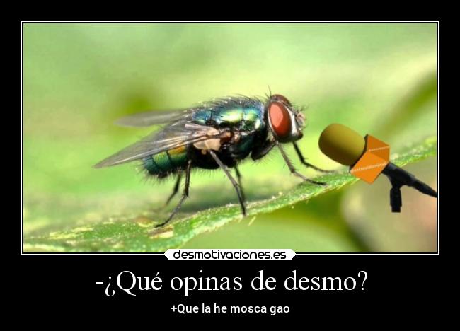 -¿Qué opinas de desmo? -