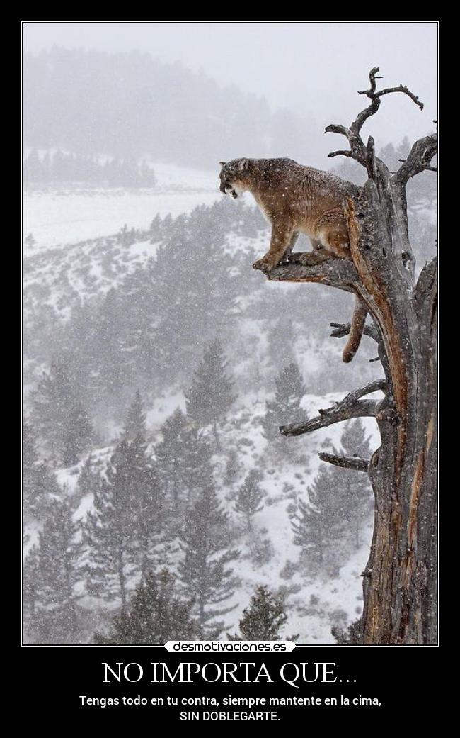 NO IMPORTA QUE... - Tengas todo en tu contra, siempre mantente en la cima,
SIN DOBLEGARTE.