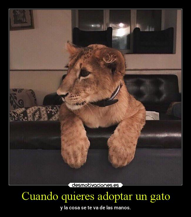 Cuando quieres adoptar un gato - 