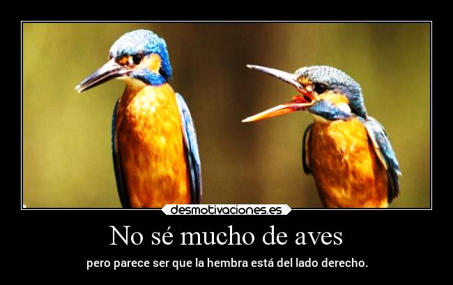 No sé mucho de aves - pero parece ser que la hembra está del lado derecho.