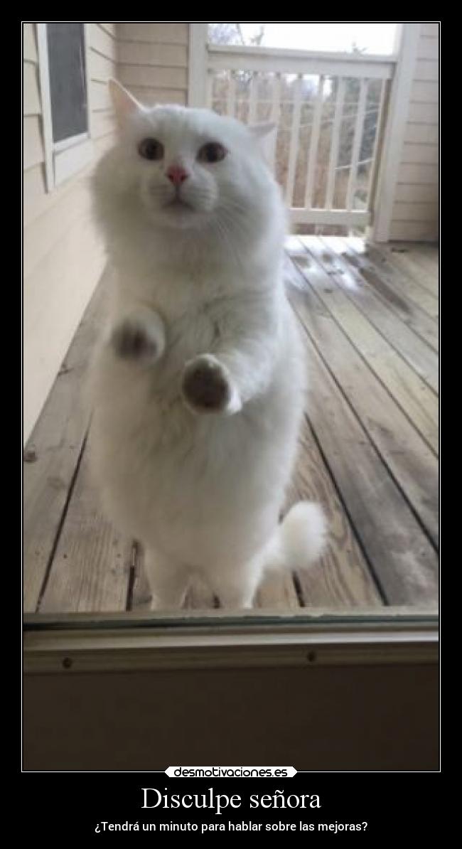 Disculpe señora - 