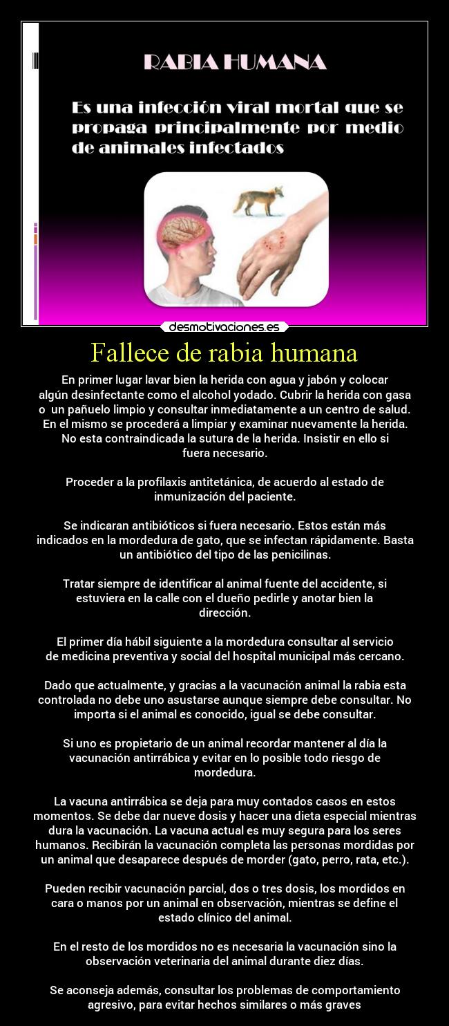 Fallece de rabia humana - En primer lugar lavar bien la herida con agua y jabón y colocar
algún desinfectante como el alcohol yodado. Cubrir la herida con gasa
o  un pañuelo limpio y consultar inmediatamente a un centro de salud.
En el mismo se procederá a limpiar y examinar nuevamente la herida.
No esta contraindicada la sutura de la herida. Insistir en ello si
fuera necesario.

Proceder a la profilaxis antitetánica, de acuerdo al estado de
inmunización del paciente.

Se indicaran antibióticos si fuera necesario. Estos están más
indicados en la mordedura de gato, que se infectan rápidamente. Basta
un antibiótico del tipo de las penicilinas.

Tratar siempre de identificar al animal fuente del accidente, si
estuviera en la calle con el dueño pedirle y anotar bien la
dirección.

El primer día hábil siguiente a la mordedura consultar al servicio
de medicina preventiva y social del hospital municipal más cercano.

Dado que actualmente, y gracias a la vacunación animal la rabia esta
controlada no debe uno asustarse aunque siempre debe consultar. No
importa si el animal es conocido, igual se debe consultar.

Si uno es propietario de un animal recordar mantener al día la
vacunación antirrábica y evitar en lo posible todo riesgo de
mordedura.

La vacuna antirrábica se deja para muy contados casos en estos
momentos. Se debe dar nueve dosis y hacer una dieta especial mientras
dura la vacunación. La vacuna actual es muy segura para los seres
humanos. Recibirán la vacunación completa las personas mordidas por
un animal que desaparece después de morder (gato, perro, rata, etc.).

Pueden recibir vacunación parcial, dos o tres dosis, los mordidos en
cara o manos por un animal en observación, mientras se define el
estado clínico del animal.

En el resto de los mordidos no es necesaria la vacunación sino la
observación veterinaria del animal durante diez días.

Se aconseja además, consultar los problemas de comportamiento
agresivo, para evitar hechos similares o más graves