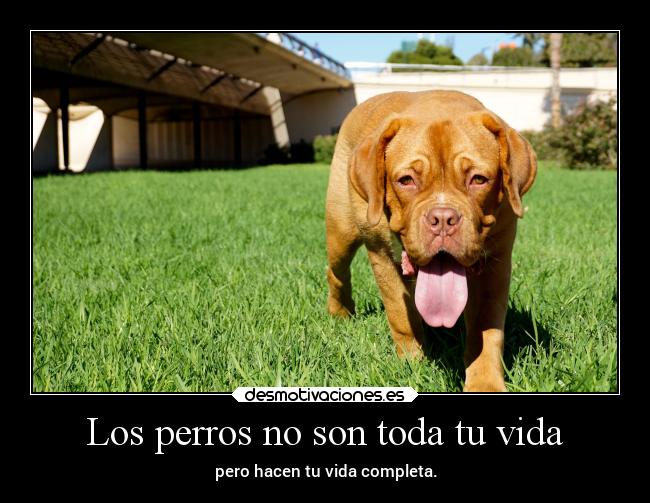 Los perros no son toda tu vida -