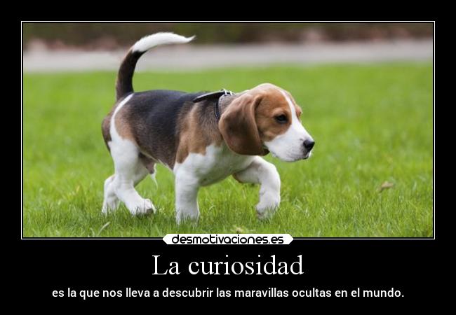 La curiosidad - 