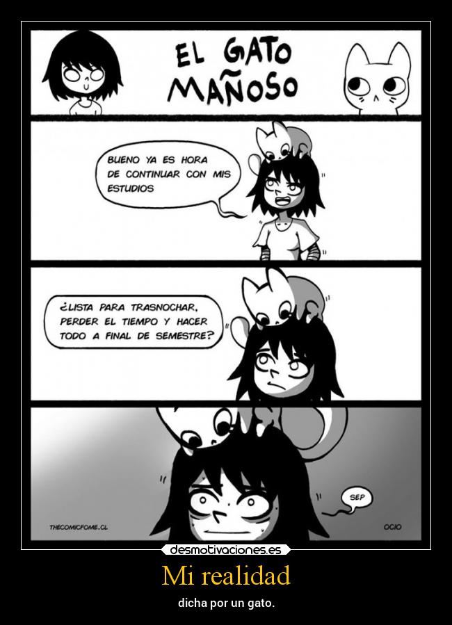 Mi realidad - dicha por un gato.