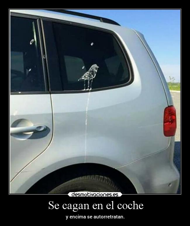 Se cagan en el coche -