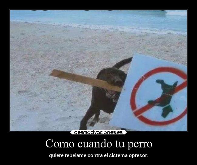 Como cuando tu perro -