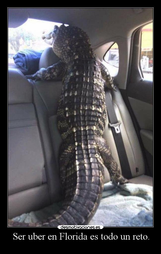 Ser uber en Florida es todo un reto. -