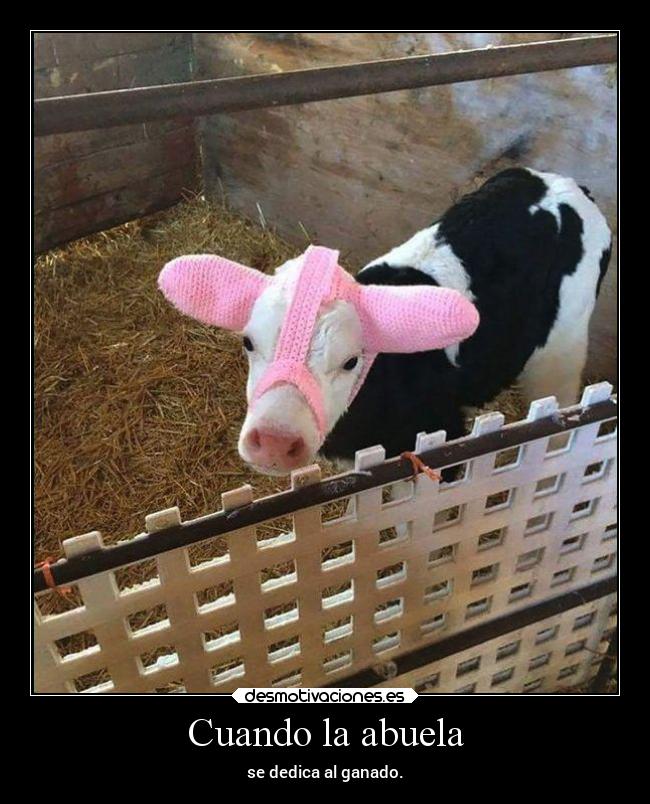 Cuando la abuela - se dedica al ganado.