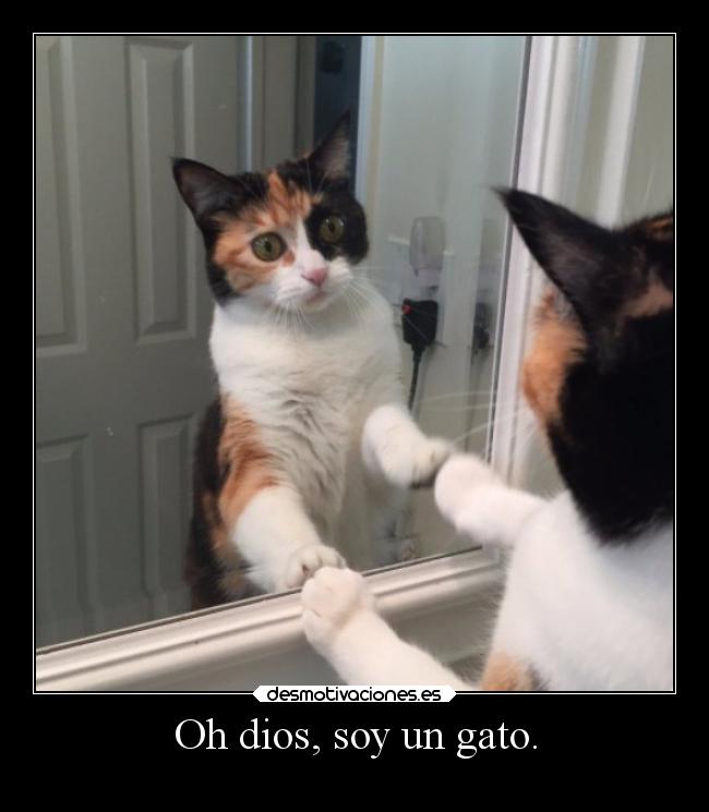 Oh dios, soy un gato. -