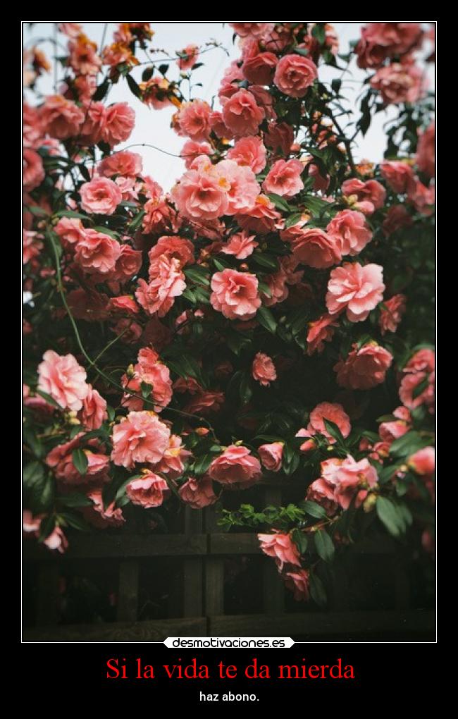 Si la vida te da mierda - 
