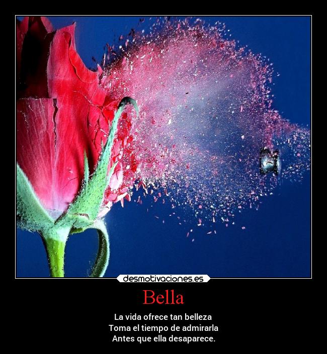 Bella - La vida ofrece tan belleza
Toma el tiempo de admirarla
Antes que ella desaparece.