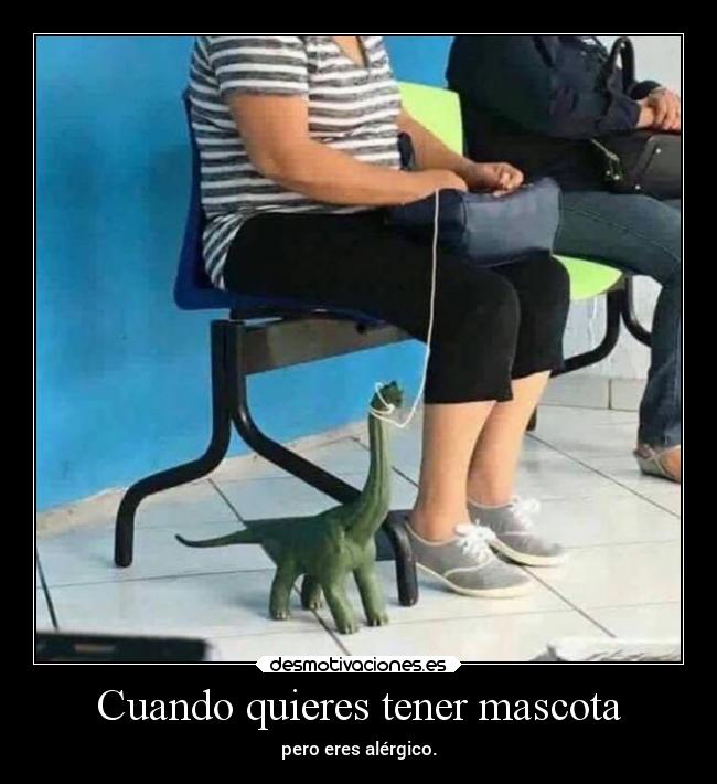 Cuando quieres tener mascota -