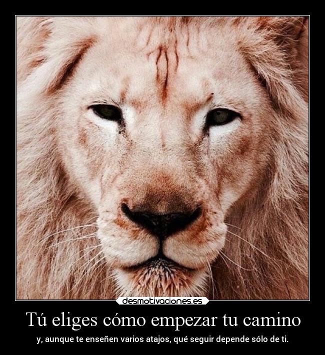 carteles vida gatillos lossupervivientes gordossinfronteras desmotivaciones