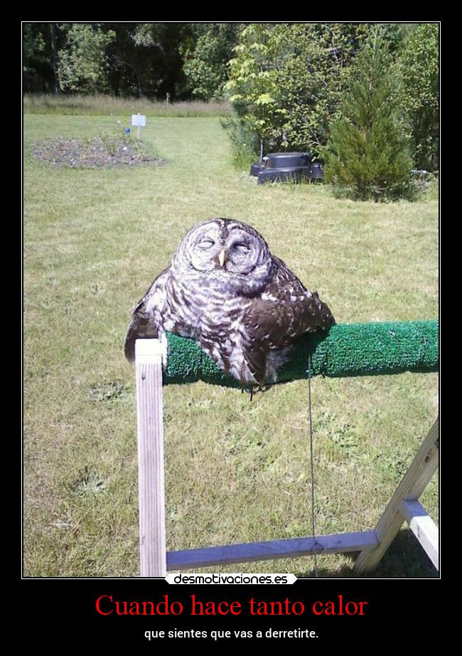 carteles vida superclan soyunidiotatm lossupervivientes desmofunny desmotivaciones