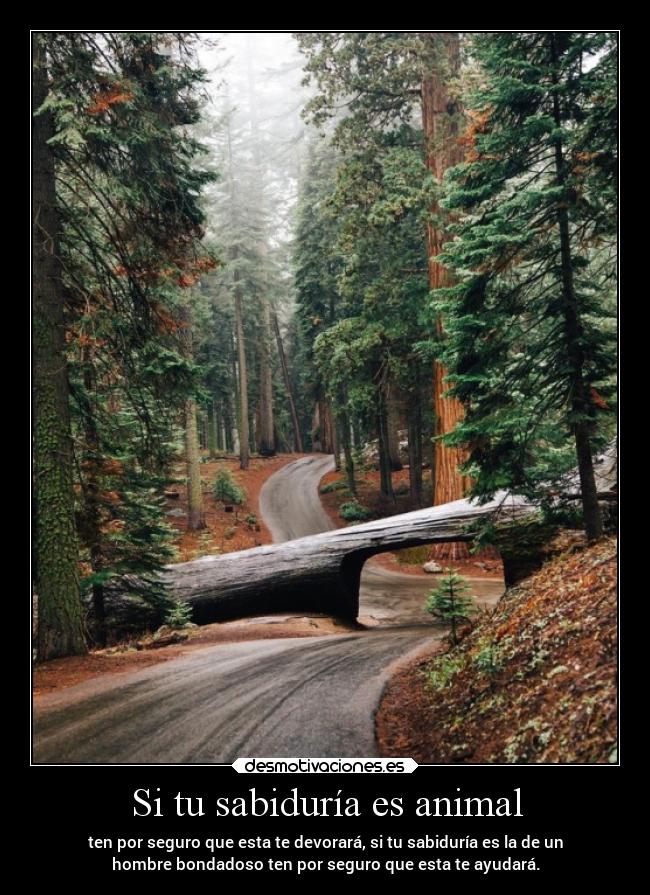 Si tu sabiduría es animal -