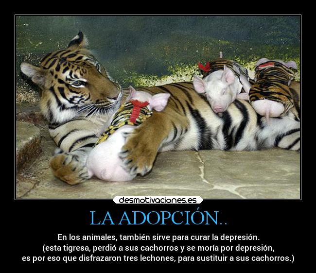 LA ADOPCIÓN.. - En los animales, también sirve para curar la depresión.
(esta tigresa, perdió a sus cachorros y se moría por depresión,
es por eso que disfrazaron tres lechones, para sustituir a sus cachorros.)