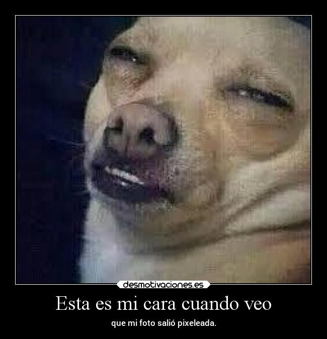 carteles animales humor estupido estilo sasori90 juliohincha desmotivaciones