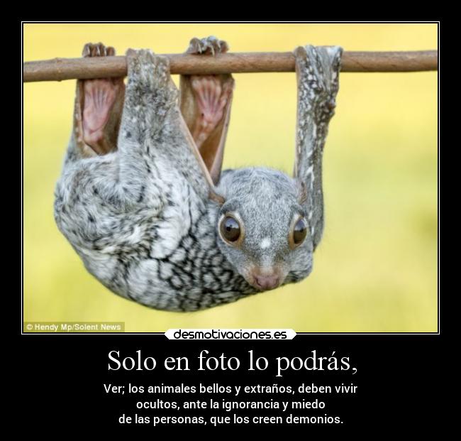 Solo en foto lo podrás, - Ver; los animales bellos y extraños, deben vivir
ocultos, ante la ignorancia y miedo
de las personas, que los creen demonios.