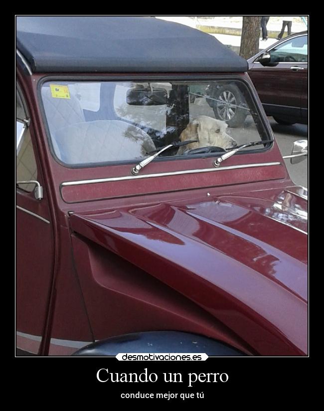 Cuando un perro -