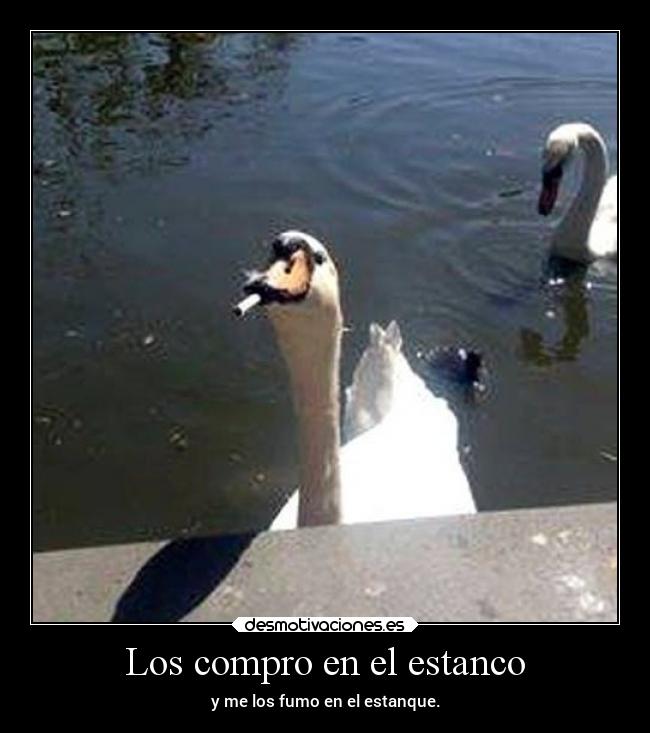 Los compro en el estanco - y me los fumo en el estanque.