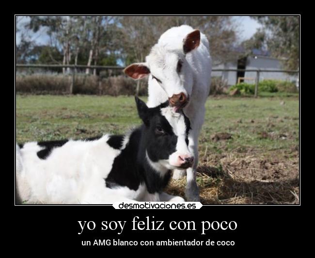 yo soy feliz con poco - un AMG blanco con ambientador de coco