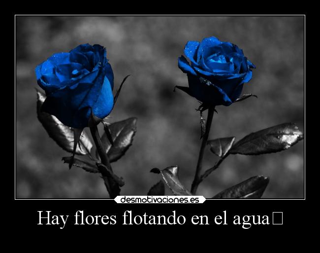 Hay flores flotando en el agua -