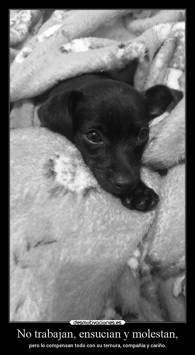 No trabajan, ensucian y molestan, -