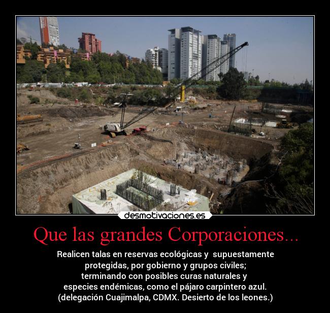 Que las grandes Corporaciones... - Realicen talas en reservas ecológicas y supuestamente
protegidas, por gobierno y grupos civiles;
terminando con posibles curas naturales y
especies endémicas, como el pájaro carpintero azul.
(delegación Cuajimalpa, CDMX. Desierto de los leones.)