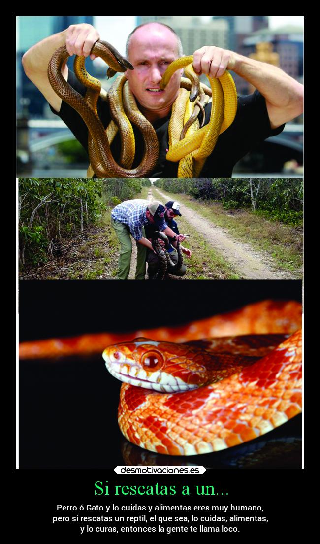 Si rescatas a un... - Perro ó Gato y lo cuidas y alimentas eres muy humano,
pero si rescatas un reptil, el que sea, lo cuidas, alimentas,
y lo curas, entonces la gente te llama loco.