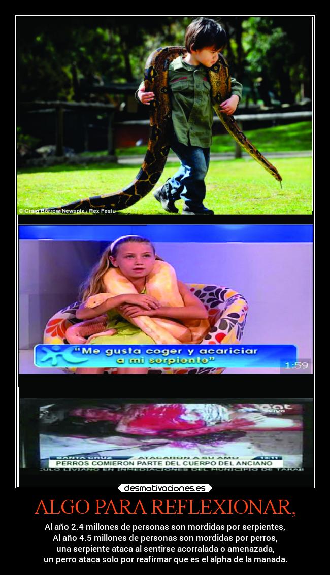 ALGO PARA REFLEXIONAR, - Al año 2.4 millones de personas son mordidas por serpientes,
Al año 4.5 millones de personas son mordidas por perros,
una serpiente ataca al sentirse acorralada o amenazada,
un perro ataca solo por reafirmar que es el alpha de la manada.