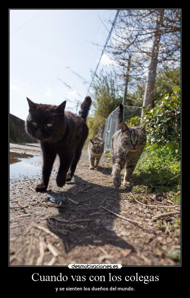 Cuando vas con los colegas - y se sienten los dueños del mundo.